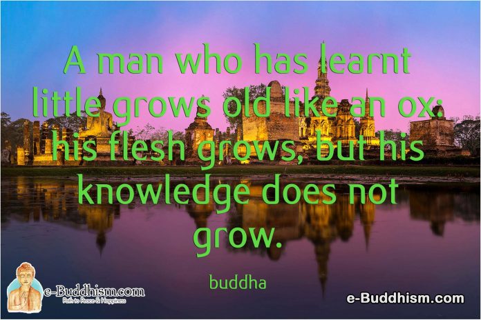 A man who has learnt little grows old like an ox, his flesh grows, but his knowledge does not grow. -Buddha
